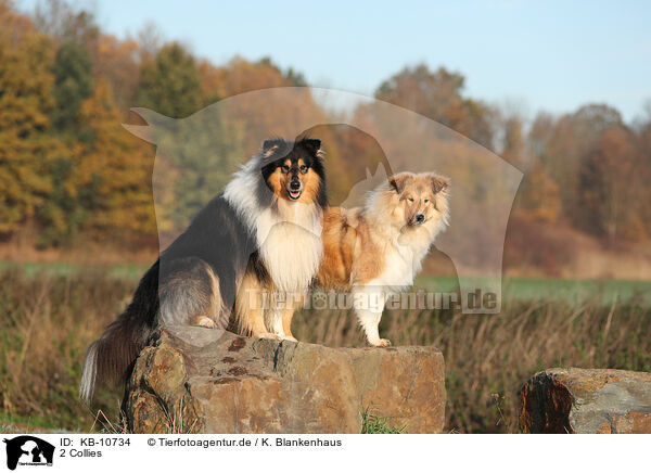 2 Collies / 2 Collies / KB-10734