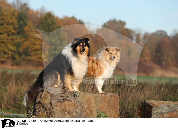 2 Collies / 2 Collies / KB-10735