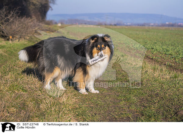 Collie Hndin / female Collie / SST-22748