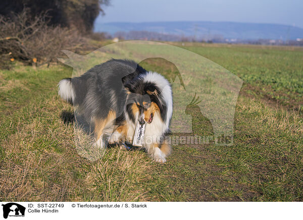 Collie Hndin / female Collie / SST-22749