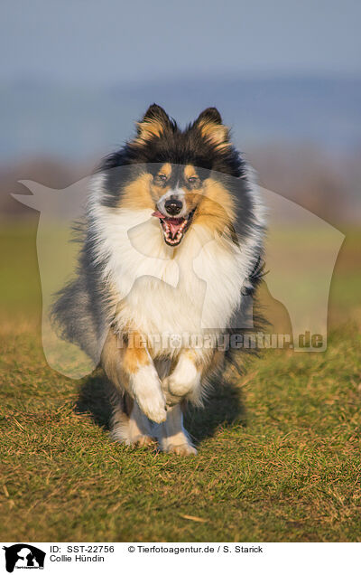 Collie Hndin / female Collie / SST-22756