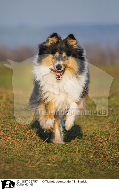 Collie Hndin / female Collie / SST-22757