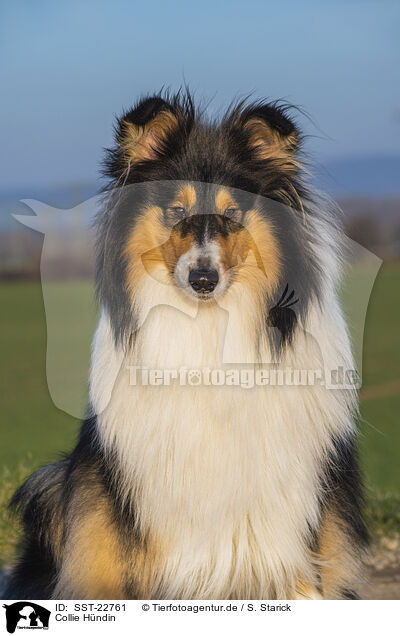 Collie Hndin / female Collie / SST-22761