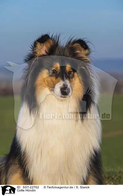 Collie Hndin / female Collie / SST-22762