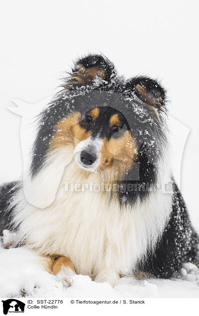 Collie Hndin / female Collie / SST-22776