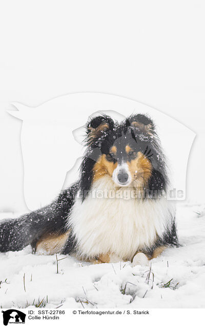 Collie Hndin / female Collie / SST-22786