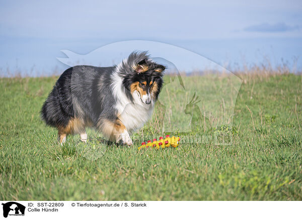 Collie Hndin / female Collie / SST-22809