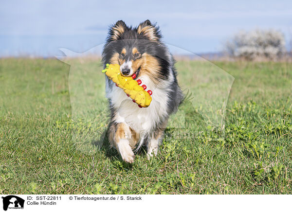 Collie Hndin / female Collie / SST-22811