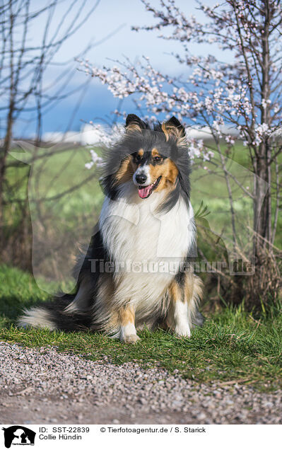 Collie Hndin / female Collie / SST-22839