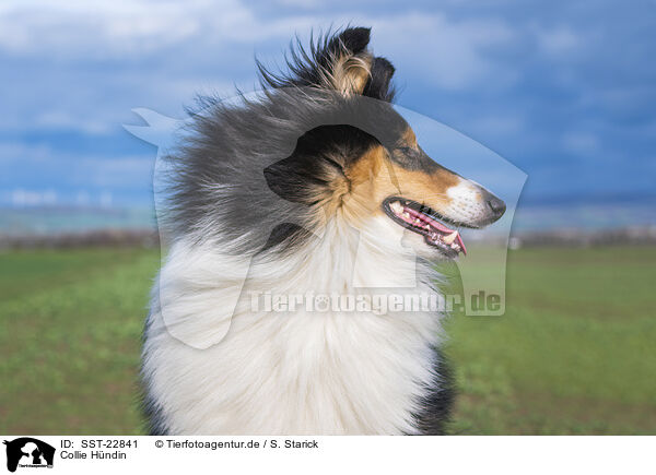 Collie Hndin / female Collie / SST-22841