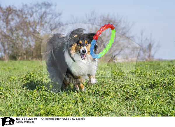 Collie Hndin / female Collie / SST-22849