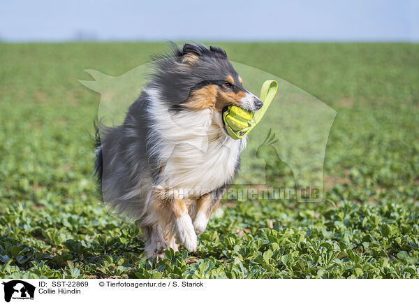 Collie Hndin / female Collie / SST-22869