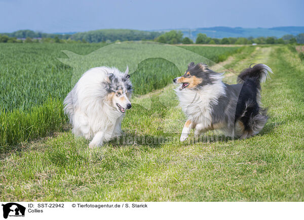 Collies / Collies / SST-22942