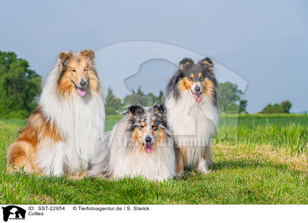 Collies / Collies / SST-22954