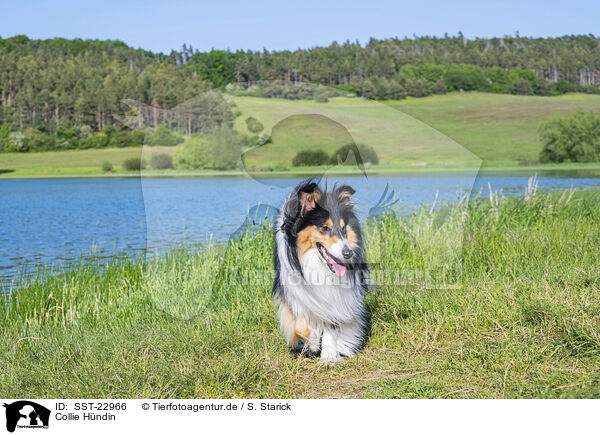 Collie Hndin / female Collie / SST-22966