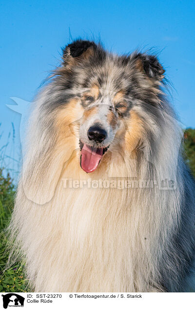 Collie Rde / male Collie / SST-23270