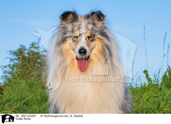 Collie Rde / male Collie / SST-23287