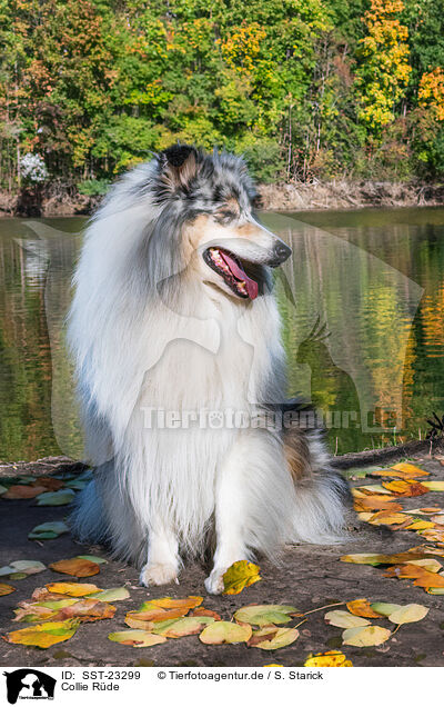 Collie Rde / male Collie / SST-23299