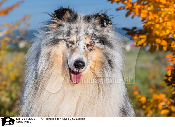 Collie Rde / male Collie / SST-23321