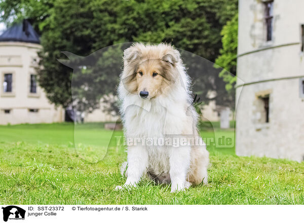 junger Collie / young Collie / SST-23372