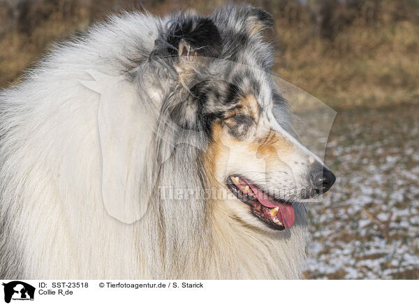 Collie Rde / male Collie / SST-23518