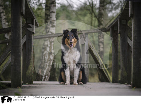 Collie Rde / male Collie / SIB-03216