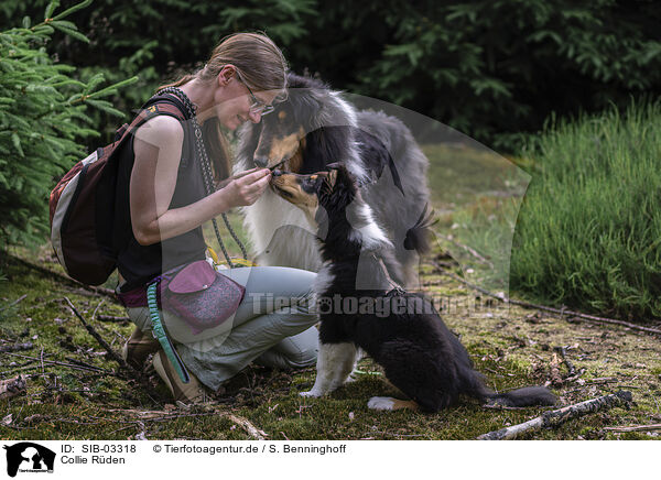 Collie Rden / male Collies / SIB-03318