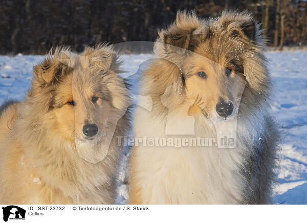 Collies / Collies / SST-23732