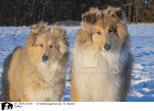 Collies / Collies / SST-23734