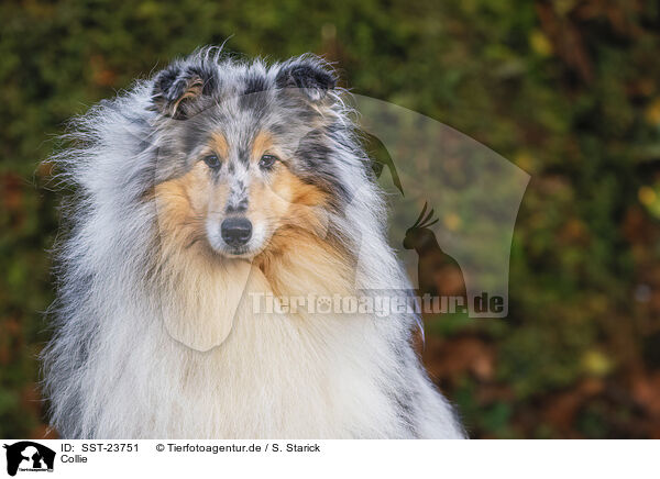 Collie / Collie / SST-23751