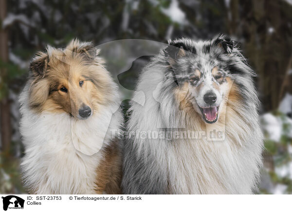 Collies / Collies / SST-23753