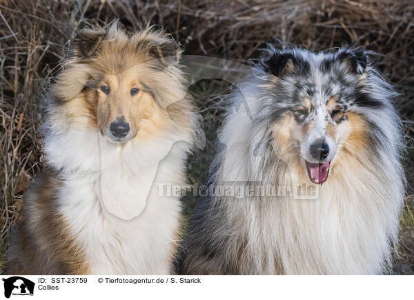 Collies / Collies / SST-23759