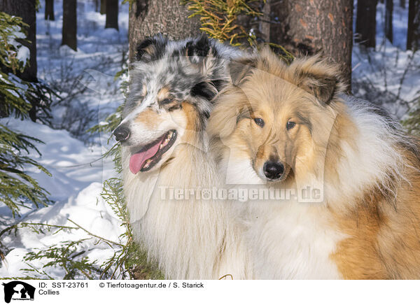 Collies / Collies / SST-23761