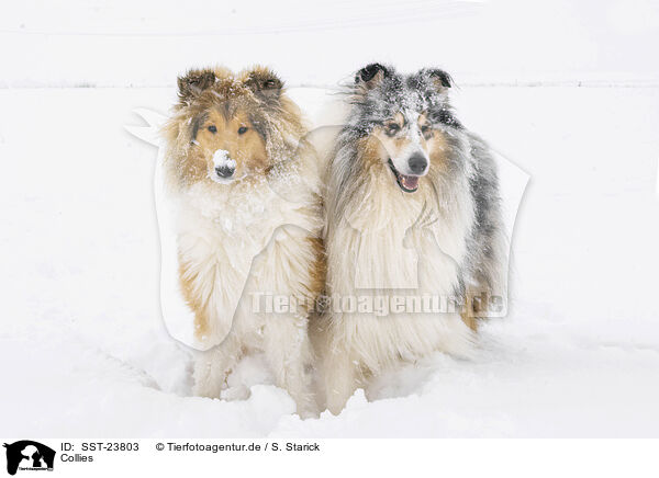 Collies / Collies / SST-23803