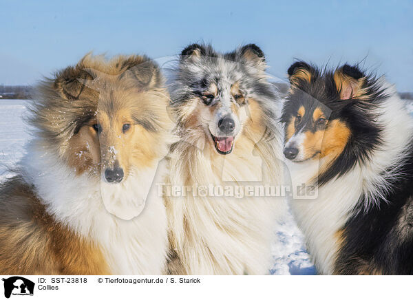 Collies / Collies / SST-23818