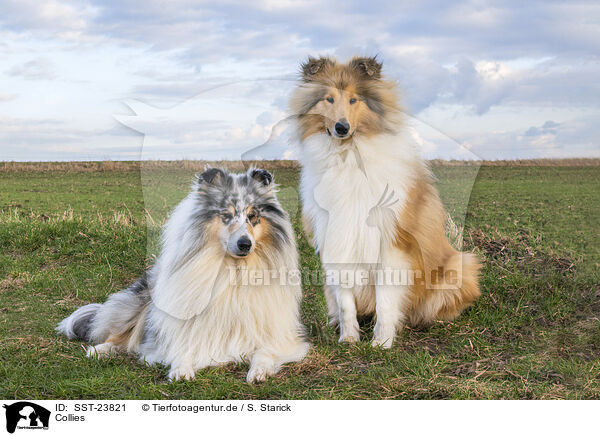 Collies / Collies / SST-23821