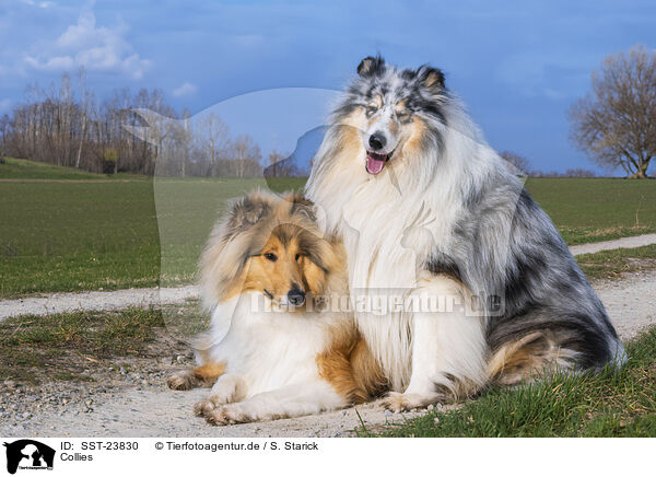 Collies / Collies / SST-23830