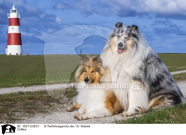 Collies / Collies / SST-23831