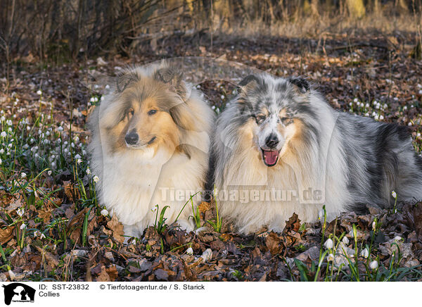Collies / Collies / SST-23832