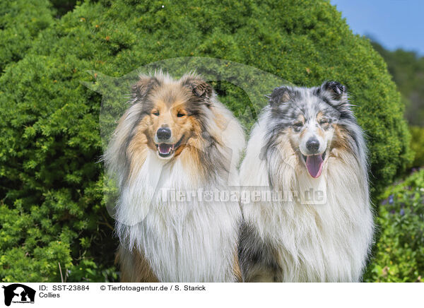 Collies / Collies / SST-23884