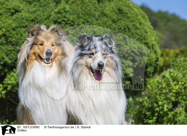 Collies / Collies / SST-23890