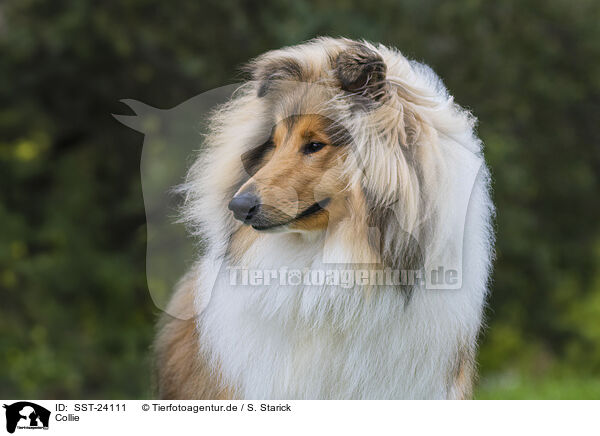 Collie / Collie / SST-24111