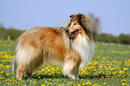 stehender Collie