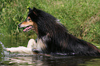 Langhaarcollie im Wasser