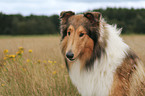 Collie Portrait