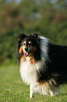 Collie Senior