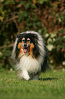 Collie Senior