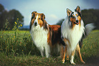 2 Collies