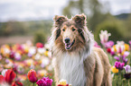 Collie in Tulpen