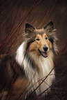 Collie Portrait